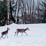 Arriach Apartments *