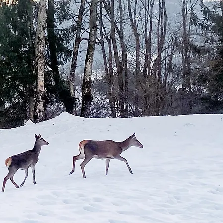 Estalagem Arriach Apartments 3*