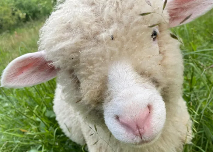 Gasthof Arriach Früstuck Pension