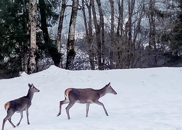 Gasthof Arriach Früstuck Pension *